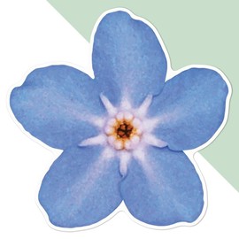 Large 210mm 'Forget-Me-Not Flower' Permanent Sticker Decal for Cars/Windows/Bins/Walls etc (DW00030163)
