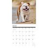Willow Creek Press Bulldogs Monthly 2025 Wall Calendar (12" x