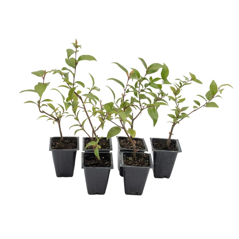 6 Xylosma Congestum, Live Plants – Shiny Xylosma in 2.5”