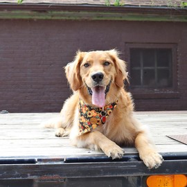 CROWNED BEAUTY Fall Dog Bandanas Reversible Small 2 Pack, Fall Fashions Set, Plaid Adjustable Triangle Holiday Scarves for Dogs Pets Boy Girl Pets DB126-S