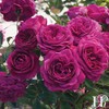 Own-Root One Gallon Celestial Night Floribunda Rose by Heirloom Roses