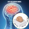 Vevor Cerebro Humano Modelo Anatomico Desarmable 9 Piezas