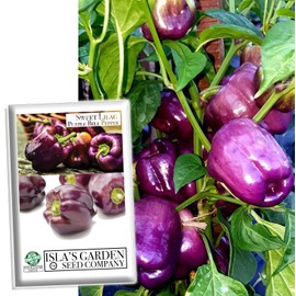 Sweet Lilac Purple Bell Pepper Seeds for Planting, 50+ Heirloom Seeds Per Packet, (Isla's Garden Seeds), Non GMO Seeds, Scientific Name: Capsicum annuum, Great Home Garden Gift