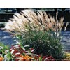 Perennial Farm Miscanthus Sinensis 'Adagio' – Live Ornamental Grass in