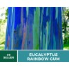 Southern Seeds Eucalyptus, Rainbow Gum Tree seeds (Eucalyptus deglupta)