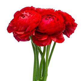 Utopia Seeds UtopiaSeeds 12 Red French Peony Ranunculus Corms