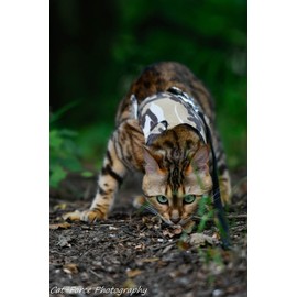 Mynwood Cat Jacket/Harness Desert Storm Combat Adult Cat