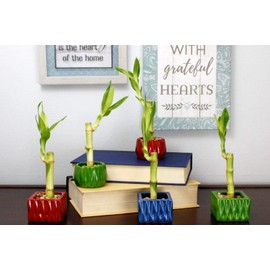 Live Lucky Bamboo Single Stalk with Round Red Planter - Indoor House Plant for Good Luck, Fortune, Feng Shui and Zen Gardens