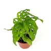 Swiss Cheese Plant Philodendron Adansonii Air Purifying Houseplant, 4" Pot