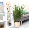 Costa Farms Dracaena Marginata Magenta Madagascar Dragon Tree Live Indoor