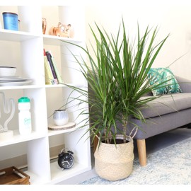 Costa Farms Dracaena Marginata Magenta Madagascar Dragon Tree Live Indoor Plant, 3-Foot Tall, Ships in Seagrass Basket