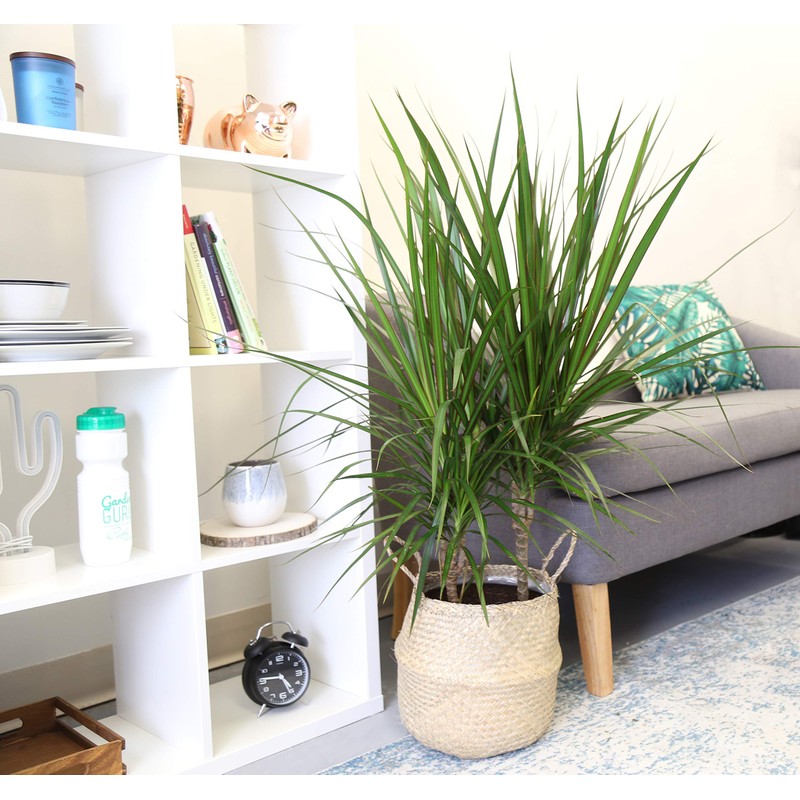 Costa Farms Dracaena Marginata Magenta Madagascar Dragon Tree Live Indoor