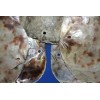 Salty Pelican Drilled Hole Saddle Oysters Large Size Range 4"