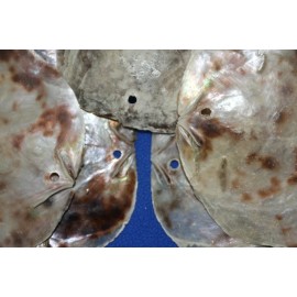 Salty Pelican Drilled Hole Saddle Oysters Large Size Range 4" - 5", Volume Priced, SS-61h - 25 items $78.98