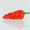 American Seed 100 Komodo Dragon Pepper Seeds Super Hot Organic Heirloom NON GMO