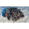 35 Natural Pine Cones, Small & Medium, Arts & Crafts,