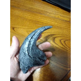 Allosaurus fragilis manual claw (hand claw ) cast replica