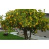 PnE seeds Eureka Lemon tree seeds 5 count
