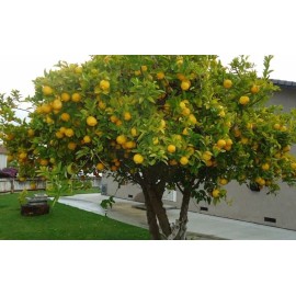PnE seeds Eureka Lemon tree seeds 5 count