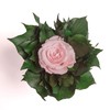 ROSEMARIE SCHULZ Heidelberg Infinity Flower in Silver Cup 1 Eternal