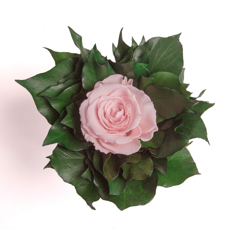 ROSEMARIE SCHULZ Heidelberg Infinity Flower in Silver Cup 1 Eternal