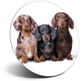 Destination Vinyl ltd Magnet for Refrigerator, Fridge - Cute Dachshund Dogs Puppy Dog for Office, Cabinet and Whiteboard, Magnetic Stickers, 21441