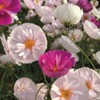 Rare Blush Pink Cosmos Seeds for Planting Outdoors 300 Seeds