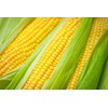 Seeds Sugar Sweet Corn Heirloom Vegetable for Planting Non GMO