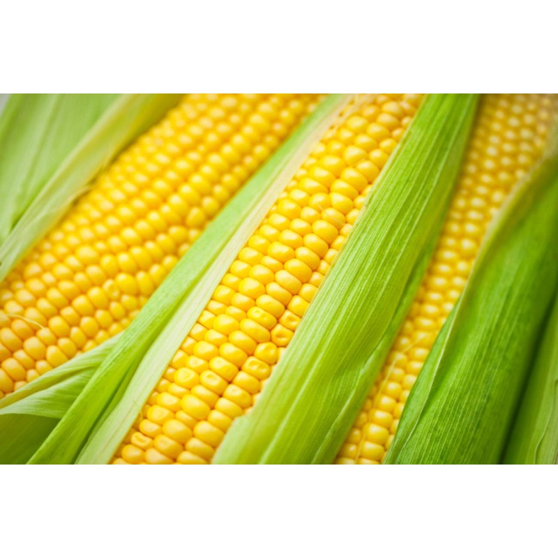 Seeds Sugar Sweet Corn Heirloom Vegetable for Planting Non GMO