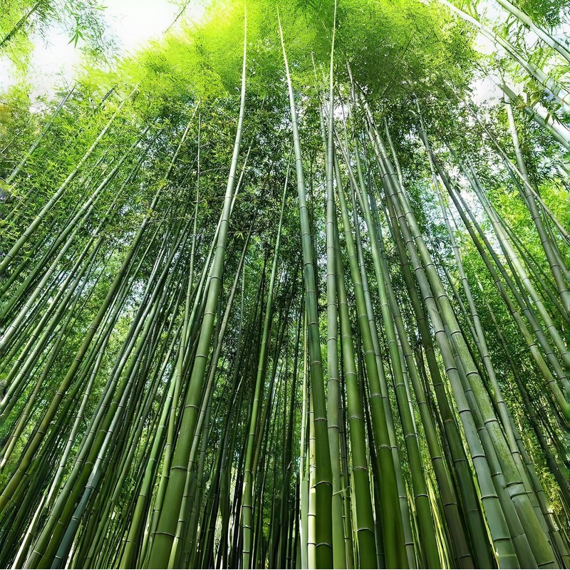 300+ PCS Green Bamboo Seeds for Planting Exotic Bamboo Seed