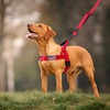 Annchwool No Pull Dog Harness with Soft Padded Handle,Reflective Strip