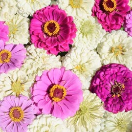 TomorrowSeeds - Blueberry Cheesecake Mix Zinnia Seeds - 600+ Count - for 2025 Planting Heat-Tolerant Lavendar Polar White Purple Prince Mixed Colors Zinnias Flowers Bouquet Grow Your Own Home Farm