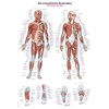 Educational Chart "The Human Musculature" 70 x 100 cm