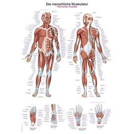 Educational Chart "The Human Musculature" 70 x 100 cm