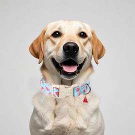 Babole Pet Adjustabel Summer Dog Collar, Cute Watermelon Dog Collars for Small Medium Dogs, Lightweight Quick-Release Buckle Collar for Boy&Girl Dogs M