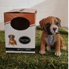 Vivid Arts Pet Pals - Boxer Puppy