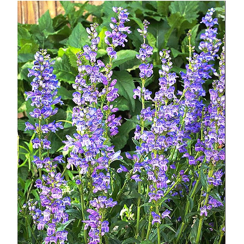 Rocky Mountain Penstemmon Seeds - Attracts Bees and Other Pollinators