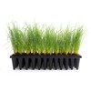 Longleaf Pine Tree | 40 Live Plants | Pinus Palustris