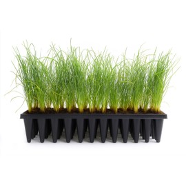 Longleaf Pine Tree | 40 Live Plants | Pinus Palustris | Fast Growing, Southern Yellow Evergreen, Ornamental Landscaping, Drought Tolerant, Native Habitat, Wildlife Friendly