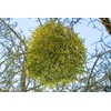 Health Embassy Mistletoe Herb Tea | Viscum Album L |