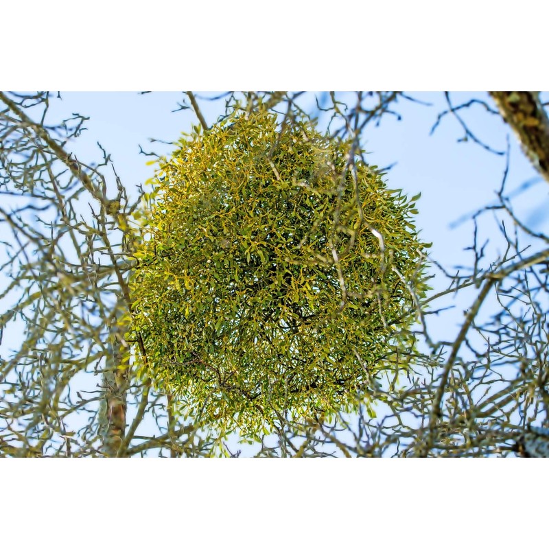 Health Embassy Mistletoe Herb Tea | Viscum Album L |