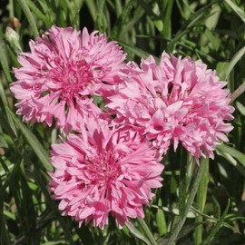 TomorrowSeeds Pink Tall Bachelor Button Seeds | Cornflower Garden Edible Corn Flower Seed 2024