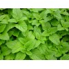 Fresh Herb Seed: Lemon Balm seed 500+ Seeds Fresh Seed