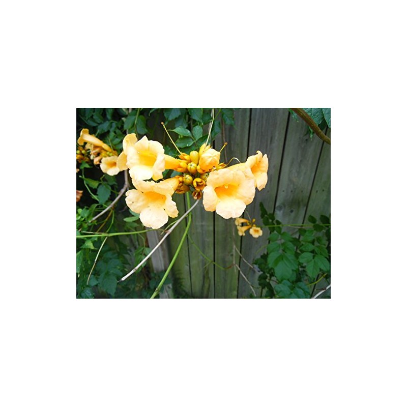 Rare YELLOW Hummingbird Trumpet Vine Seeds! HARDY! HummingBirds Love It!