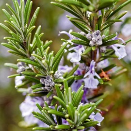 Aromatics International Pure Organic Rosemary ct Verbenone Essential Oil 5ml | Organic Essential Oils