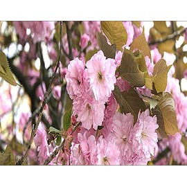 Prunus serrulata (Japanese Flowering Cherry, Sakura, Hill Cherry, Oriental Cherry, East Asian Cherry) Tree Seed by MySeeds.Co, You Choose The Quantity (1/2 oz (187 Seed))