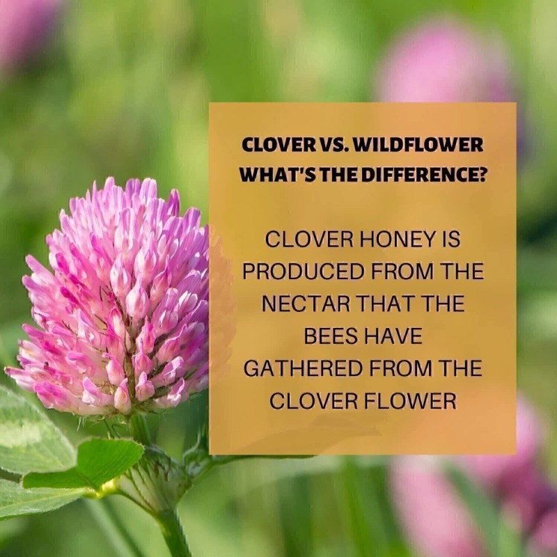 AR's Southern Honey - 100% Pure & Raw Clover USA