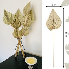 Dried Palm Leaves 10 Pcs Boho Dried Palm Spears Leaves Bulk Small Natural Dried Real Palm Fans, Dried Palm Leaf with Stem Dried Flowers Palm Leaves Decor for Vase Wedding Party Office Home Wall Decor