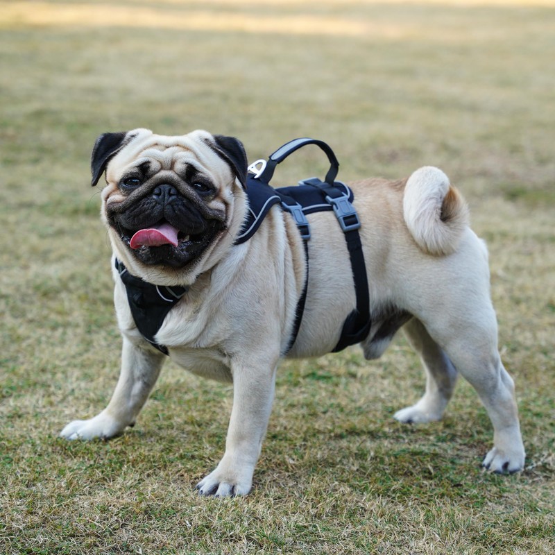 Wuffley Escape Proof Dog Harness and Leash Set, Lightweight Dog