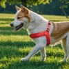 EXCELLENT ELITE SPANKER Ultra Soft Dog Harness Without Pulling Force